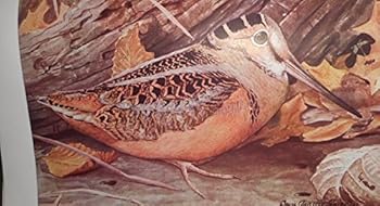 Hardcover Birds of America w/ 106 Fuertes Color Plates Book