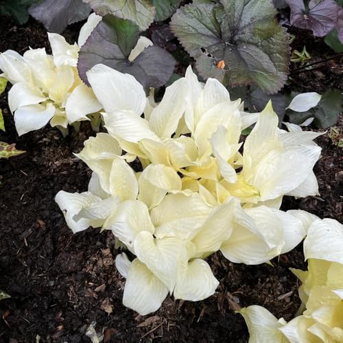 semi di hosta resistenti, perenni esterno balcone giardino 150pcs