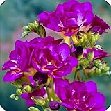 bulbos de flores como plantar Colores brillantes y populares en cualquier jardín, fáciles de cultivar.