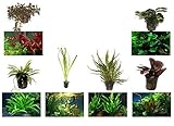 - Helanthium 'Quadricostatus' Nr.068