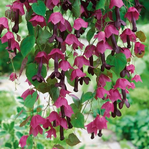 100pcs Rhodochiton Atrosanguineus Plant Seeds