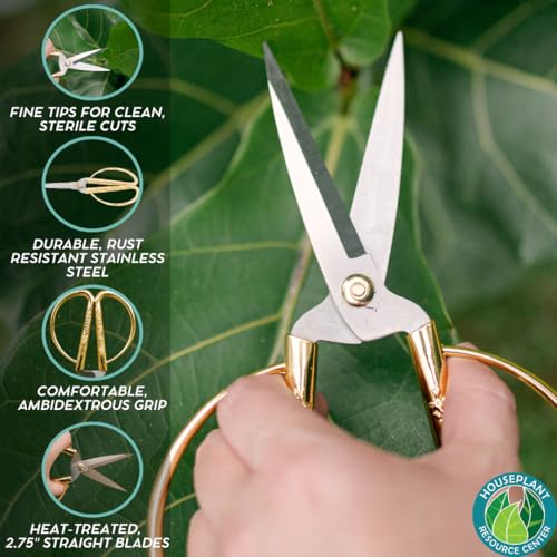Fiddle Leaf Fig Notching Bundle miniatura 5