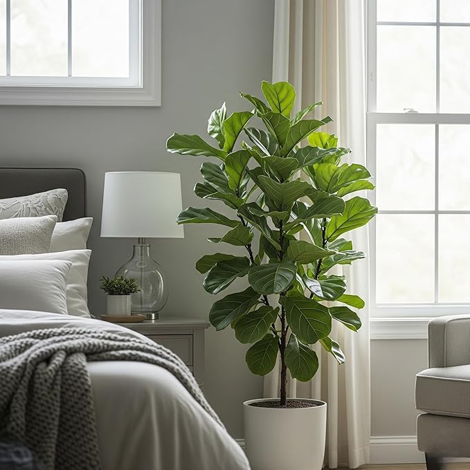 Live Fiddle Leaf Fig Plant (Ficus lyrata) – Premium Indoor Ornamental Plant | Air-Purifying, Easy-Care & Lush Green Foliage With Black 4 Inch Premium Pot