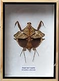Very Rare Real Dead Leaf Mantis Insect Taxidermy in Wooden Box