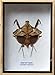 VERY RARE REAL DEAD LEAF MANTIS INSECT TAXIDERMY IN WOODEN BOX