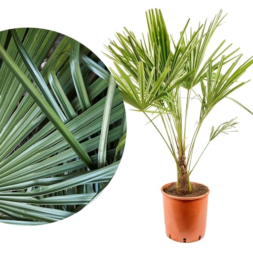 Meine Orangerie 'Hanfpalme Trachycarpus' - Winterharte Palme - Frosthart bis -18 Grad - Chinesische Hanfpalme winterhart - winterfeste Gartenpalme - Palmen winterhart draußen (Ø 28cm)