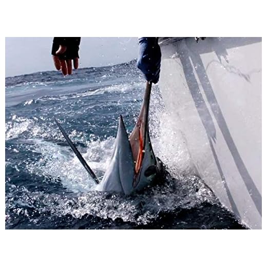 Monster Marlin off of Santa Cruz Island