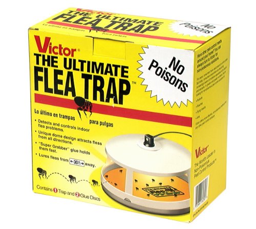 Best Flea Traps
