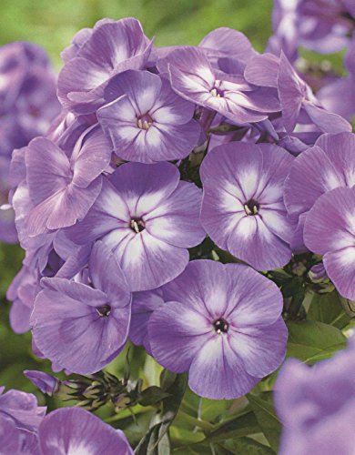 Hoher Phlox paniculata Laura Flammenblume'3 Wurzelstücke' Winterhart Staude