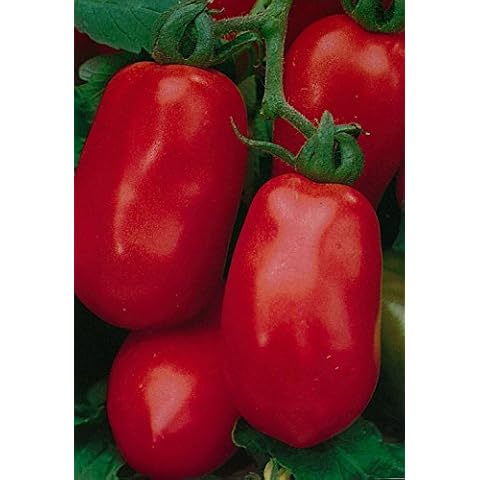 Viridis Hortus - Tomato Roma VF - 40 Vegetable Seeds (Excellent Plum Variety) Cover