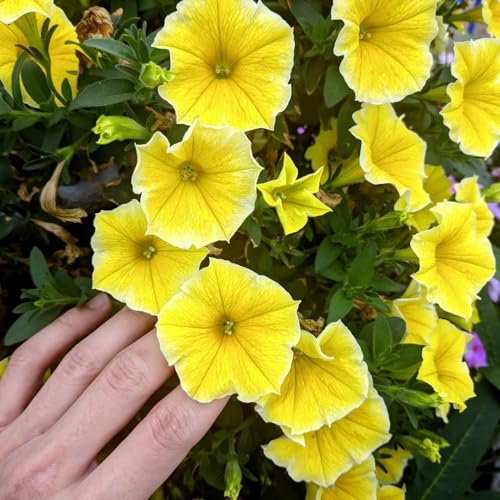 semi di petunia balcone, petunia hybrida, tappezzante perenne resistente di petunia appesa semi biologici aiuola, decorazione balcone resistenti, decorazione 300pcs