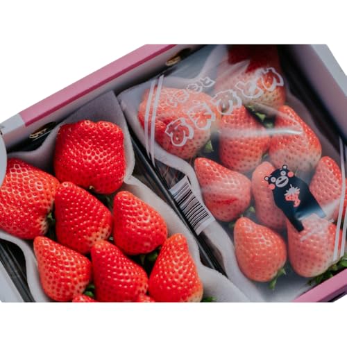 2026年1月発送 先行予約 宇城市産 いちご あまおとめ 約1kg(約250g×4パック) NAGATA FARM 2026年1月上旬〜2026年1月下旬頃発送予定