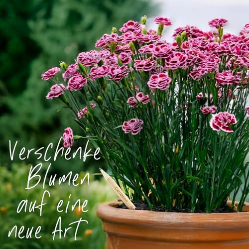 SproutWorld Bleistifte | Thank You Edition | Pflanzbare Bleistifte mit Blumensamen | Nachhaltiges Dankeschön-Geschenk | 5er-Pack | Umweltfreundliches Holz