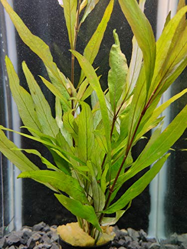 plantas acuario, Hygrophila corymbosa angustifolia