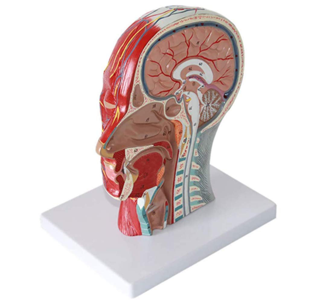 Sagittal View Of Head 2.2: Visualizing And Navigating The Human Brain
