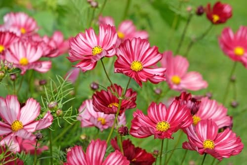 250 Samen Schmuckkörbchen Candy Stripes Gestreifte Cosmea Sommerblume für Garten & Balkon