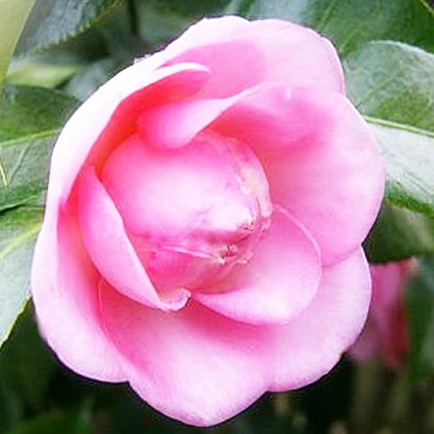 Amazon.co.jp: 椿(ツバキ)の苗木 品種：千春(チハル) 5号鉢