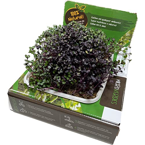 Kit de Microgreens para Cultivar Jardim de Mini Couve Roxa