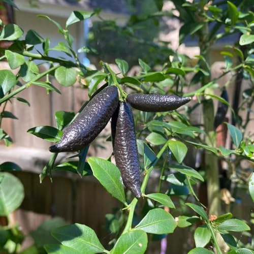 Semi di lime, giardino semi per il giardino rari frutto colonnare serre da balcone da frutto colonnari acquistarere 50pcs