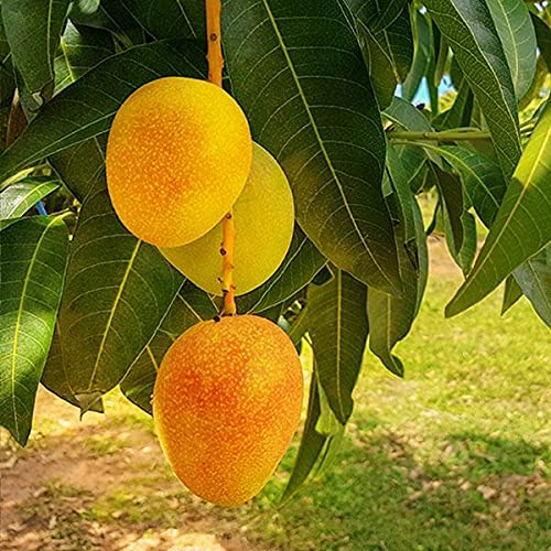 ROYAL LAND Rare Himsagar Malda Mango" Fruit Live Plant 1 Healthy Grafted Live Plant (B096BP8KG1) Amazon Price History, Amazon Price Tracker