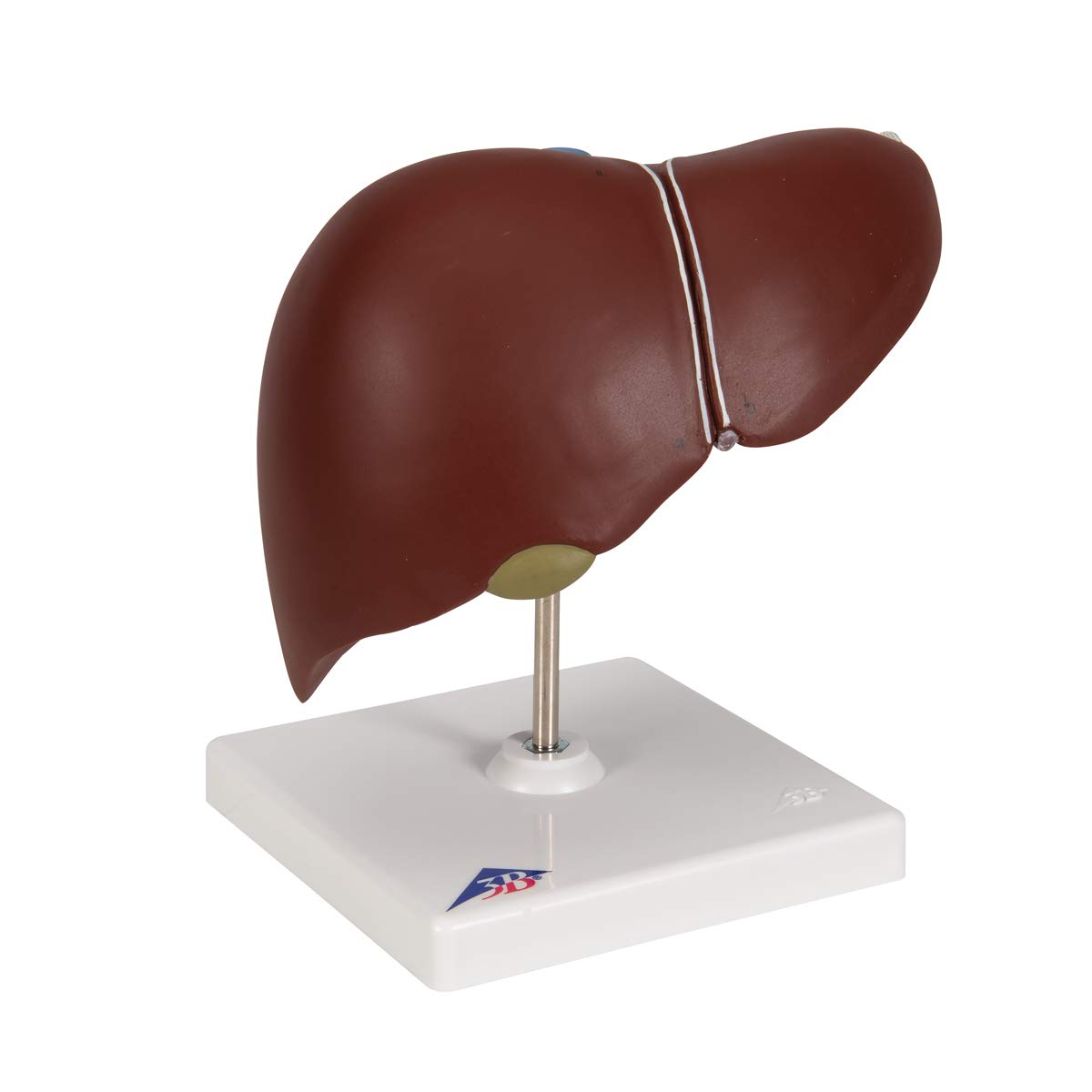 3B Scientific K25 Fegato con Cistifellea + software gratuito di anatomia - 3B Smart Anatomy