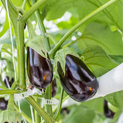 Dalzom® 300Pcs Tomato Clips, Plastic Trellis Clips Plant Support Clips, Plant Clips For Support, Grape Vine, Tomato Vine, Vegetables Plants, Garden Clips To Grow Upright Makes Plants Healthier #TOP5