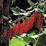 Rote Johannisbeere Jonkheer van Tets - 5 sträucher