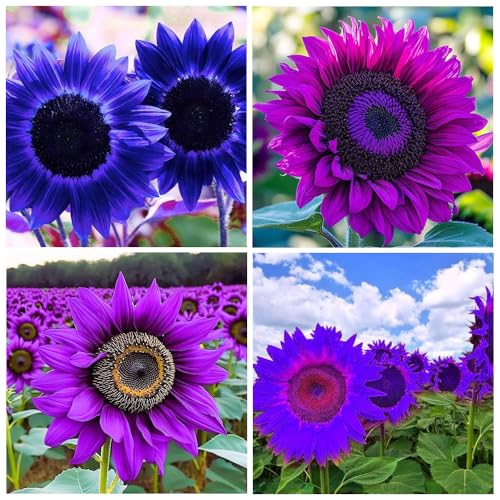 100+ Sunflower Seeds for Planting-Heirloom in Home Outdoor Garden
