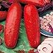 Produktbild Gurken Rot 10 Samen ungewöhnliche Gurke mit viel Geschmack (Cucumber Red)