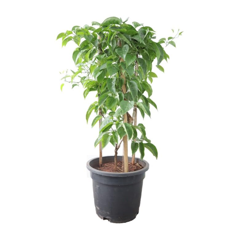 Mphmi Seedless Plant Indoor Plants Sankrant Vel, Flame Vine Creeper Plant big size (8 inch pot) (B0CWF7L6F7) Amazon Price History, Amazon Price Tracker