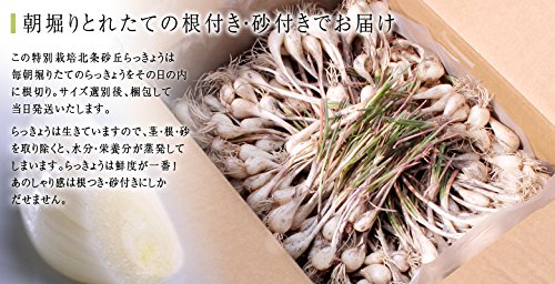 Amazon.co.jp: 風味絶佳.山陰 鳥取県産特別栽培 田中さんの北条砂丘玉 