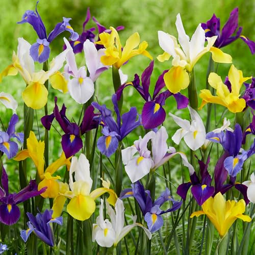 Mezcla de Bulbos de Jardín Iris Hollandica - Colección de Bulbos Vibrantes para Plantar - Variedades Florales, Follaje Verde - Ideal para Bordes, Macizos de Flores y Contenedores (150 Bulbos)