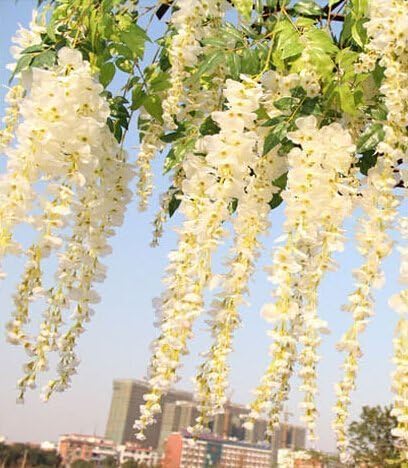 3.6 Ft Realistic Romantic Classic Artificial Fake Wisteria Vine Ratta Silk Flowers for Garden Floral Decoration DIY Living Room Home Party Wedding Simulation Decor 6 Pcs,white
