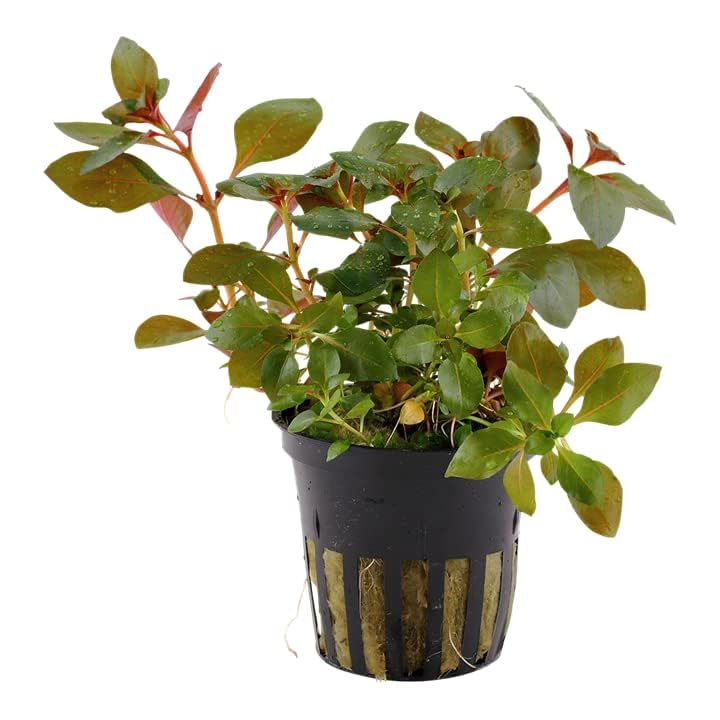 Sauk Se Ludwigia Repens Aquarium Live Plant For Aqua Scaping (Emersed Grown Pot) (B0CL5CH21S) Amazon Price History, Amazon Price Tracker