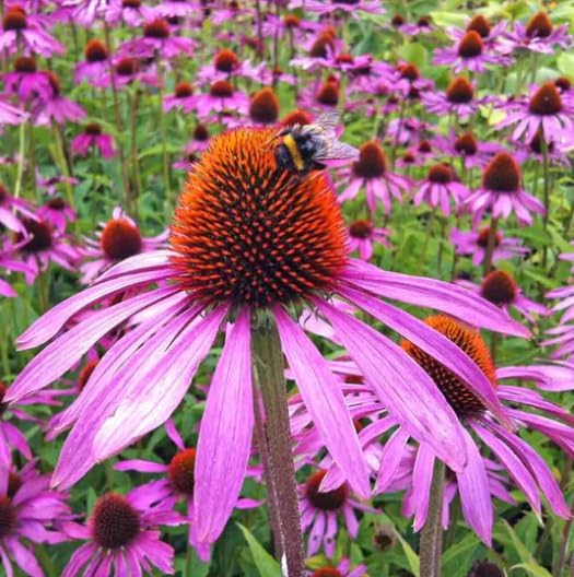 5 Purple Coneflower (Echinacea Purpurea) Plants – Five (5) Live Plants – Non-GMO - Not Seeds – in 3" Inch Pots – Hardy Flowering Perennial, Pollinator Favorite