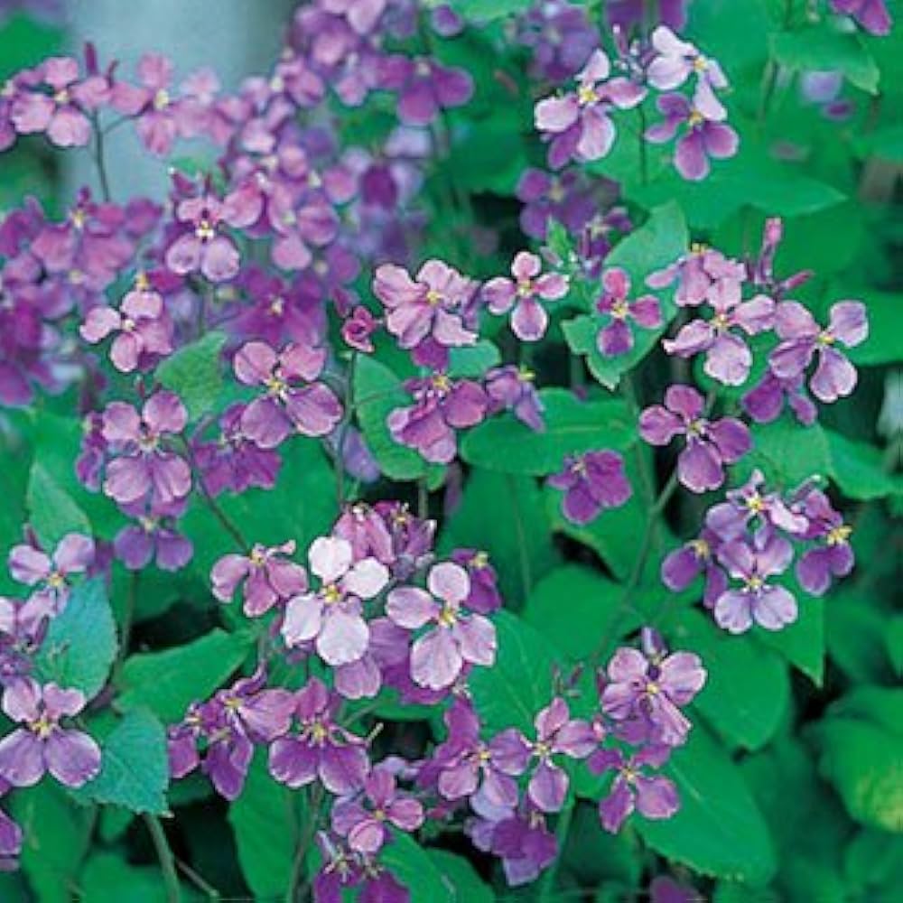 〈poteo〉オオアラセイトウ(ショカッサイ)種　300粒×50袋 poteo様専用〉オオアラセイトウ(ショカッサイ)種 300粒×50袋 | 花