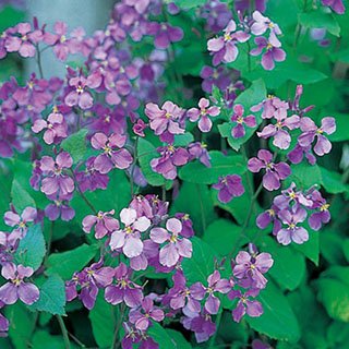 〈poteo〉オオアラセイトウ(ショカッサイ)種　300粒×50袋 楽天市場】オオアラセイトウ 種の通販