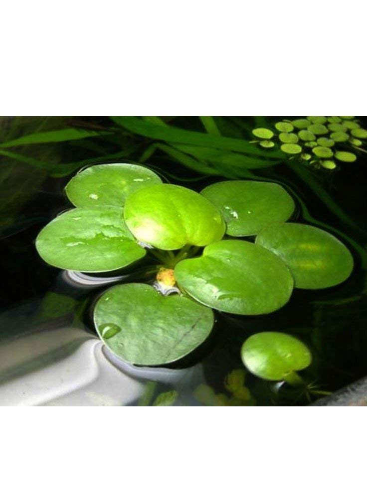 Limnobium Laevigatum amazon frogbit medie dimensioni piante galleggianti acquario