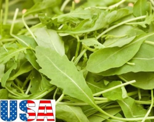 EE.UU. VENDEDOR Roquette rúcula 1000-8000 semillas de la herencia NO OGM