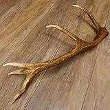 abwurfstangen suchen 2019 wunderschöne sehr gute Rothirsch Stange Abwurfstange 10 ender Abmessungen: Länge 62 cm Gewicht 0,7 kg Die Stange ist ordentlich sauber und somit sofort einsetzbar für die Dekoration.