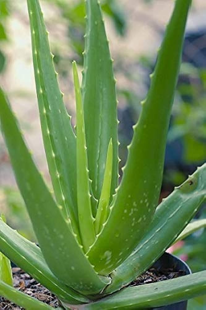 Nandini Garden World Aloe Vera Plant, Organic Aloe Vera Live Plant, 100% Natural Aloe Vera plant