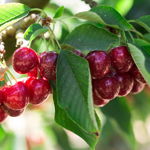 North Star Fruiting Cherry Tree, Hardy, Compact, Sweet-Sour Flavor, 7 gal Nursery Pot, 4-5 ft. Tall (Due to Agricultural Laws, we Cannot Ship to CA, AZ, AK, or HI)