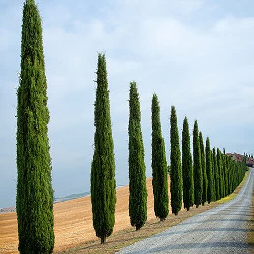 15 SEMI DI CUPRESSUS SEMPERVIRENS HORIZONTALIS
