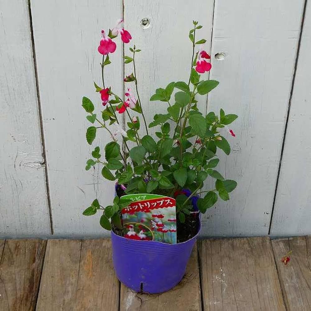 梅雨明け前のせーる！チェリーセージ ホットリップス 挿し穂10本 ハーブ 苗 チェリーセージ ホットリップス（種類 栽培 ハーブ