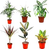 Indoor Plants Real, Mix of 6 House Plants in 12cm Pots, Real Plants to Grow in Your Office, Home, Bedroom, Kitchen and Living Room, Perfect for Clean Air, Delivered Next Day