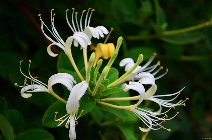 See full amazon price history chart for OhhSome Herbalism Juhee Japanese Honeysuckle - Fragrant Live Plant In Poly Bag Honey Suckle(1 Plant) OhhSome Herbalism Juhee Japanese Honeysuckle - Fragrant Live Plant In Poly Bag Honey Suckle(1 Plant) (B0C7VVZL4V) Amazon Price History, Amazon Price Tracker