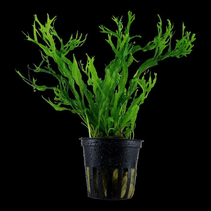 Water Fern Leptochilus Pteropus Live Aquarium Plant Java Fern Microsorum Pteropus for Betta Fish Tank & Epiphytic Wood Binding Decor 10-20 Cm Size (5 Healthy Live Farn Plant)-image-3