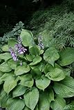 HOSTA 