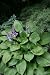 HOSTA "Sum & Substance" Shade Lover 30+Perennial Seeds