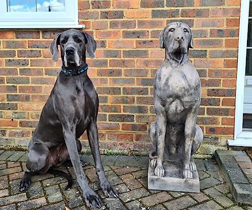 What does the biggest dog in the world look like